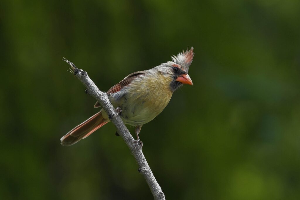 ズボラ向け家電のおすすめ商品は何ですか？