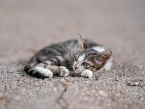 育児疲れを解消するノンフライヤーの口コミは本当に役立つ？